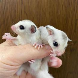 Sugar Gliders and Hedgehogs Available for Adoption in Columbus, oh