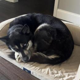 Siberian Husky Stud Available - 5 Years Old in Bowling Green, ky