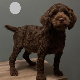 Australian Labradoodle Puppy Bernie Available in Howell, mi