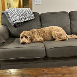 Goldendoodle Stud Available in Southeastern Wisconsin in Kenosha, wi