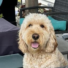 Medium Goldendoodle Stud Available for Breeding in Kenosha, wi