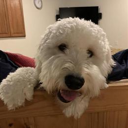 Goldendoodle Stud Available in Southeastern Wisconsin in Kenosha, wi