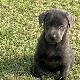 Silver and Charcoal Labrador Puppies Ready for Christmas in Sioux Falls, sd