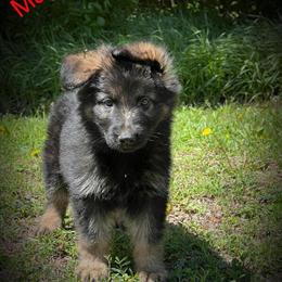 German Shepherd Puppies Ready for New Homes in Sioux Falls, sd