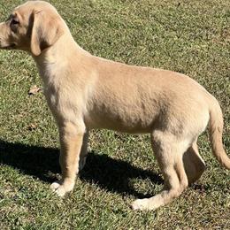 Labrador Retrievers - AKC Yellow Labs Ready Now in Sioux Falls, sd
