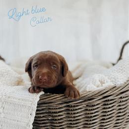 Chocolate Labrador Retriever Puppies Ready July 17 in Louisville, ky