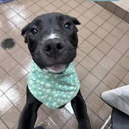 Pit Bull Puppies Available in Minneapolis, mn