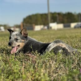 Blue Heeler Puppies Looking for Loving Homes in Clayton, nc