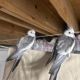 Bonded Cockatiels with Cage and Supplies for Sale in Troy, mi