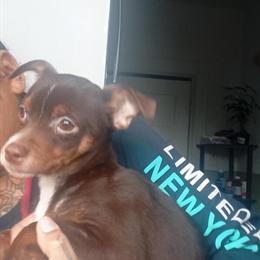 Chihuahua Puppies - Merle & Chocolate-Tri - Christmas Special! in Philadelphia, pa