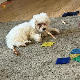 Cockapoo for Rehoming in Plainwell, mi