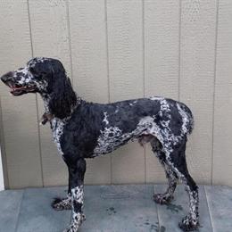 Standard Poodle Stud Available - AKC and CKC Registered in Red Springs, nc