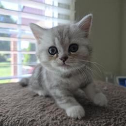 Scottish Fold Male Kitten with Straight Ears for Sale in Philadelphia, pa
