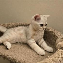Scottish Fold Male Kitten with Straight Ears for Sale in Philadelphia, pa