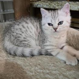 Scottish Fold Kitten with Straight Ears for Sale in Philadelphia, pa