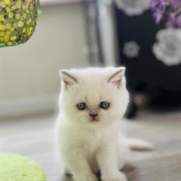 Scottish Fold Kittens Looking for Loving Homes in Charlottesville, va