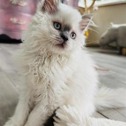 Scottish Fold Kittens Seeking Loving Homes in Charlottesville, va
