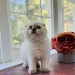 Scottish Fold Female Kittens Seeking Loving Homes in Charlottesville, va