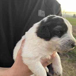 Great Pyrenees Puppies Looking for Loving Homes in Bakersfield, ca