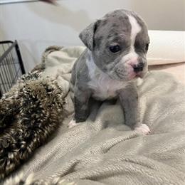American Bullies - Males and Females Available in Lithonia, ga