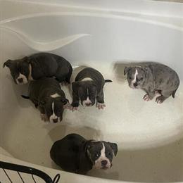American Bully Puppies Available in Lithonia, ga