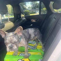 French Bulldog for Sale - 2 Years Old, AKC Papers Available in Lithonia, ga