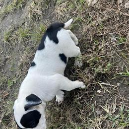 Pit Bull Puppy Looking for a Good Home in Kings Mountain, nc