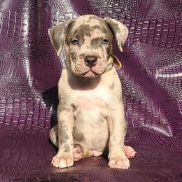 Merle Blue Nose and Champagne Pit Bull Puppies Available in New York, ny