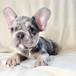 French Bulldog Puppies Available with Papers and Shots in Staten Island, ny