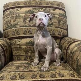 10 Week Female American Bully Puppies for Adoption in Williamsburg, va