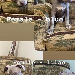 Two Female American Bully Puppies, 10 Weeks Old in Williamsburg, va