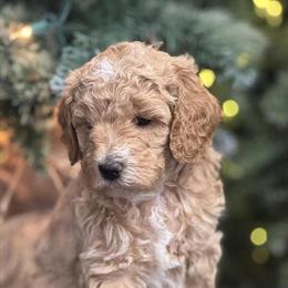 Goldendoodle Puppies Available in Decatur, in
