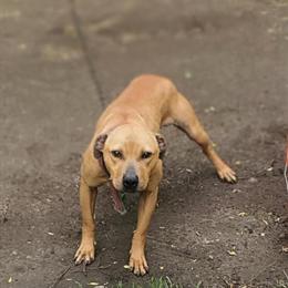 Frozen Semen from Tonka Maloney Stud for Breeding in Livonia, mi
