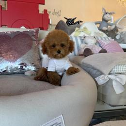 Teacup Female Poodle with Health Guarantee and Training in Detroit, mi