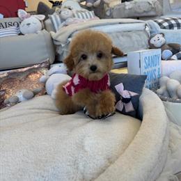 Teacup Puppies from Experienced Breeder in Detroit, mi