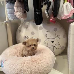 Teacup Maltipoo Female - Tiffany Available Now in Detroit, mi