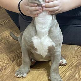 ABKC Puppies Available in Stockton, ca