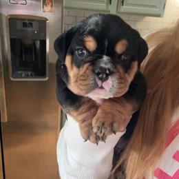 English Bulldog Puppy Ready for Forever Home in Columbus, in