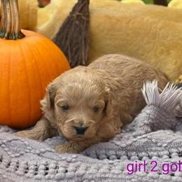 Miniature Saint Berdoodle Puppy - Sweet and Cuddly in Swartz Creek, mi