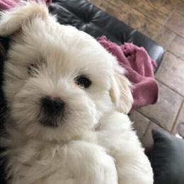 Coton de Tulear Puppies from AKC Champion Bloodlines in Bay City, mi