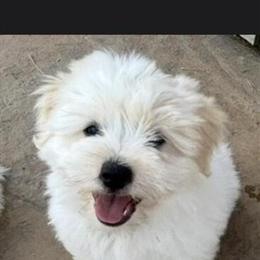 Coton de Tulear Puppies from AKC Champion Bloodlines in Bay City, mi