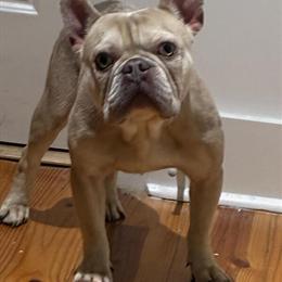9 Month Old French Bulldog Available in Richmond, va