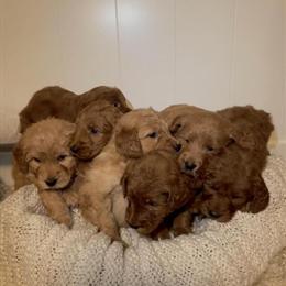 F1 Goldendoodles Available in Indianapolis, in