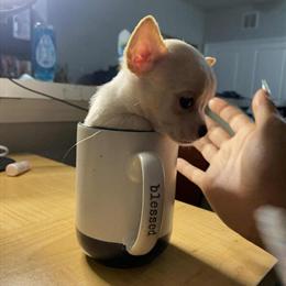 Tiny Chihuahua Boy Puppy for Adoption in San Antonio, tx