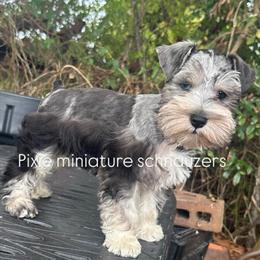 Toy Size Schnauzers Available in Houston, tx