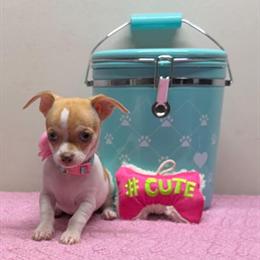 Tiny Female Chihuahua Puppy for Adoption in San Antonio, tx