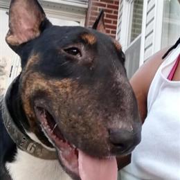 English Bull Terrier Puppies Available in N.C. Area in Salisbury, nc
