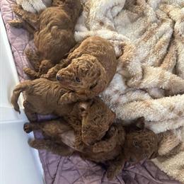 Red Toy Poodle Puppies for Adoption in Easton, pa
