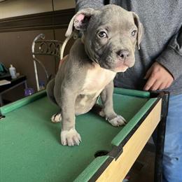 American Bully Puppy - 9 Weeks Old Female Available in Houston, tx
