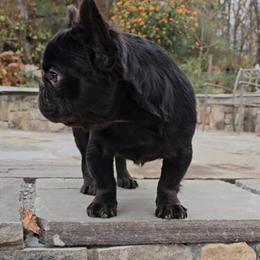 French Bulldog Male for Sale in Hendersonville, nc